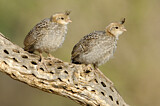 Image. Gambel's Quail