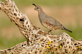 Image. Gambel's Quail
