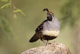 Image. Gambel's Quail