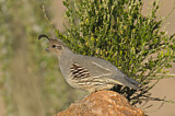 Image. Gambel's Quail