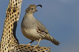 Image. Gambel's Quail