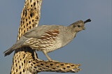 Image. Gambel's Quail