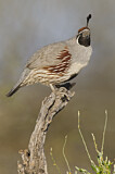 Image. Gambel's Quail