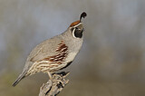 Image. Gambel's Quail