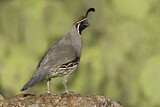 Image. Gambel's Quail