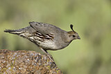 Image. Gambel's Quail
