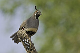 Image. Gambel's Quail