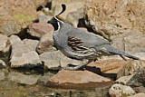 Image. Gambel's Quail