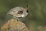 Image. Gambel's Quail