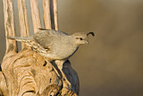 Image. Gambel's Quail