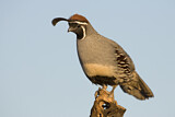 Image. Gambel's Quail