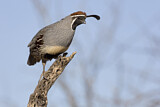 Image. Gambel's Quail