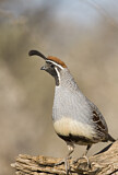 Image. Gambel's Quail