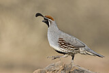 Image. Gambel's Quail