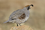Image. Gambel's Quail