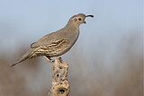 Image. Gambel's Quail