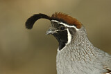 Image. Gambel's Quail