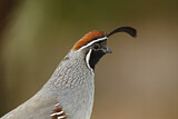 Image. Gambel's Quail