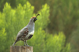 Image. Gambel's Quail