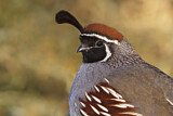 Image. Gambel's Quail