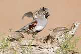 Image. Gambel's Quail