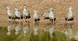 Image. Gambel's Quail
