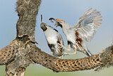 Image. Gambel's Quail