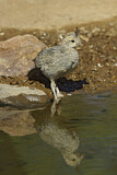 Image. Gambel's Quail