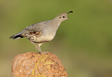 Image. Gambel's Quail