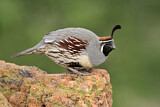 Image. Gambel's Quail
