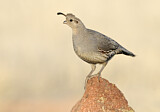 Image. Gambel's Quail