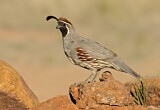 Image. Gambel's Quail