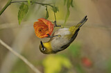 Image. Gangesbrillenvogel