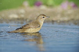 Image. Garden Warbler