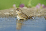 Image. Garden Warbler