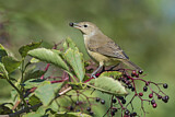Image. Garden Warbler