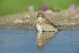 Image. Garden Warbler