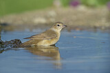 Image. Garden Warbler