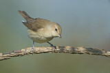 Image. Garden Warbler