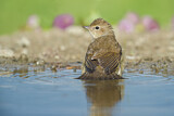 Image. Garden Warbler