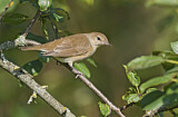 Image. Garden Warbler