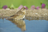 Image. Garden Warbler