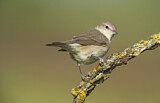Image. Garden Warbler