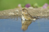 Image. Garden Warbler