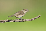 Image. Garden Warbler