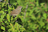 Image. Garden Warbler