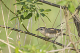 Image. Garden Warbler