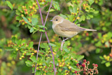 Image. Garden Warbler