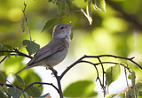 Image. Garden Warbler