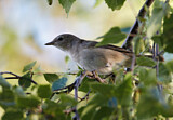 Image. Garden Warbler